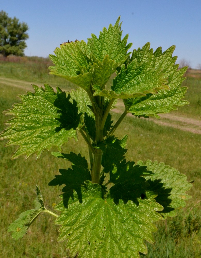 Image of Chaiturus marrubiastrum specimen.