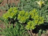 Euphorbia helioscopia. Верхушки цветущих растений. Нагорный Карабах, окр. г. Шуши, Унотское ущелье. 05.05.2013.