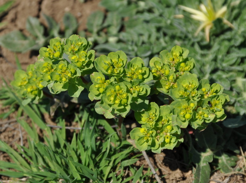 Изображение особи Euphorbia helioscopia.