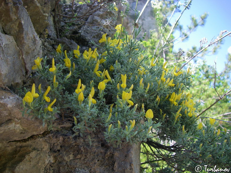 Image of Genista albida specimen.