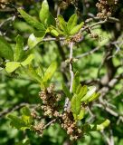 Myrica pensylvanica