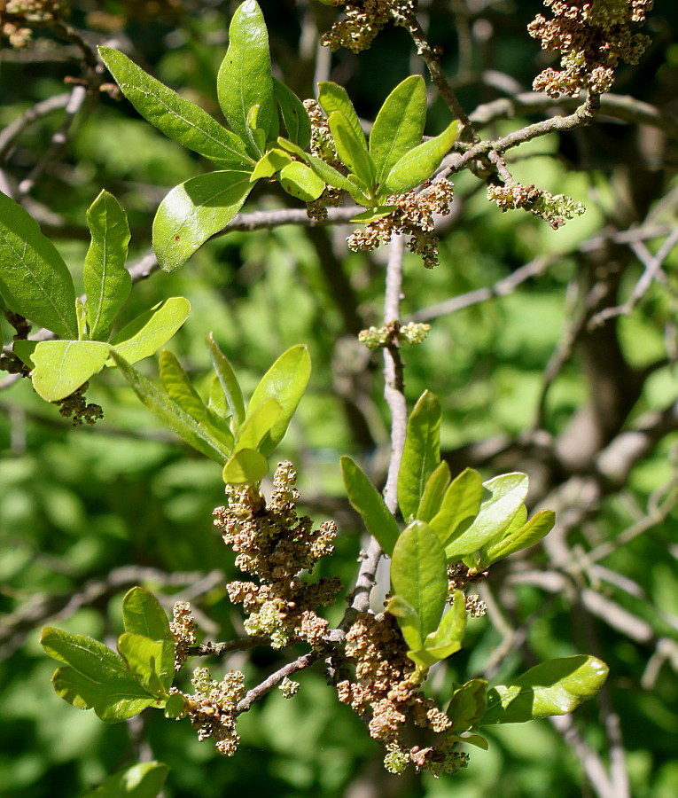 Image of Myrica pensylvanica specimen.