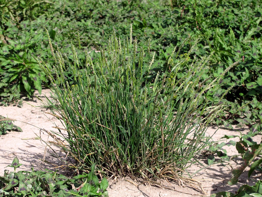 Image of Alopecurus geniculatus specimen.