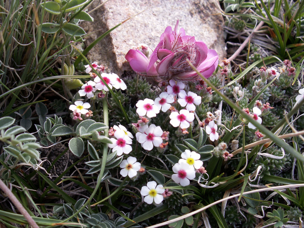 Image of Androsace sericea specimen.