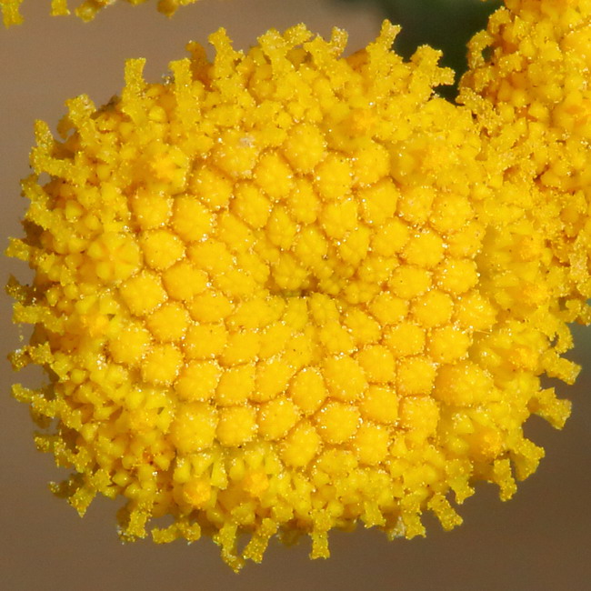 Изображение особи Tanacetum vulgare.