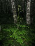 Cimicifuga foetida