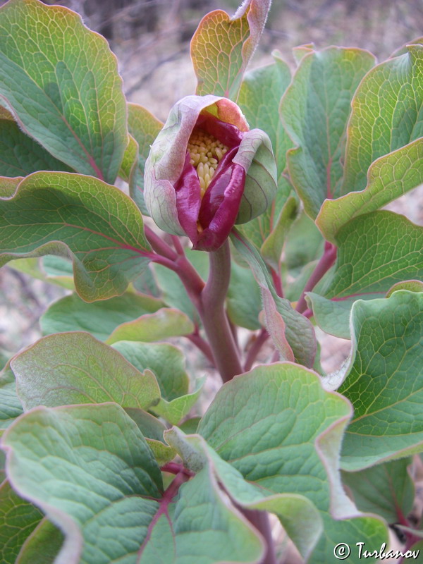 Image of Paeonia daurica specimen.
