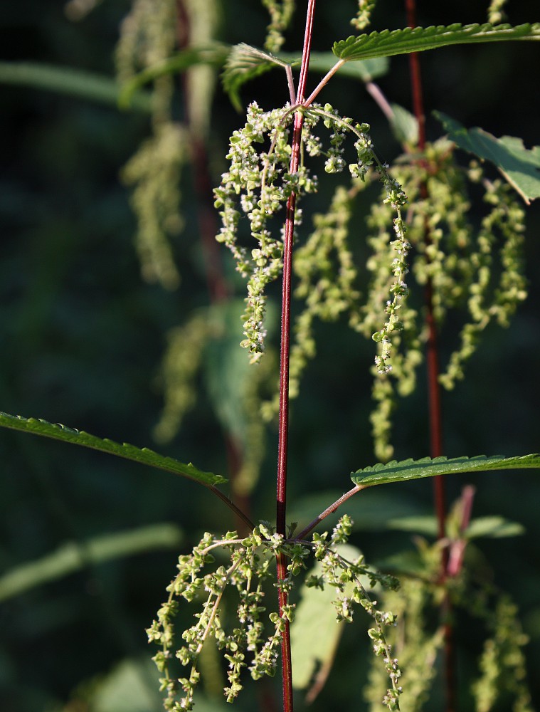 Image of Urtica sondenii specimen.