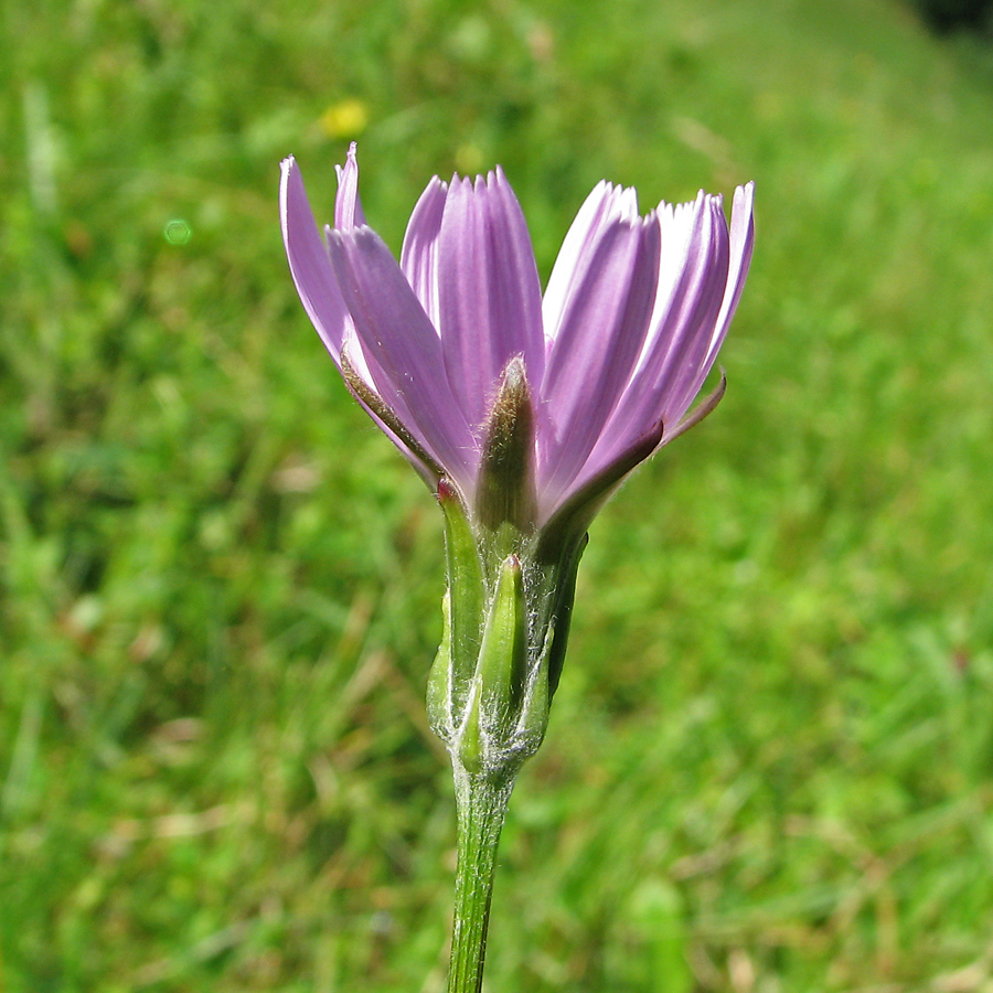 Image of Scorzonera rosea specimen.