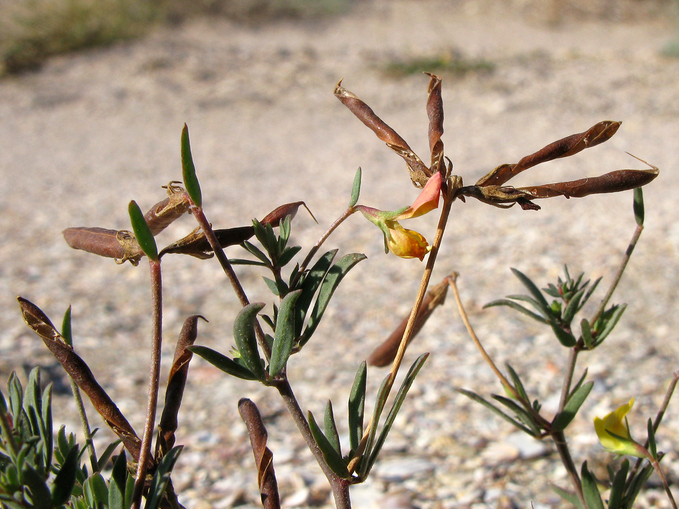 Image of Lotus frondosus specimen.