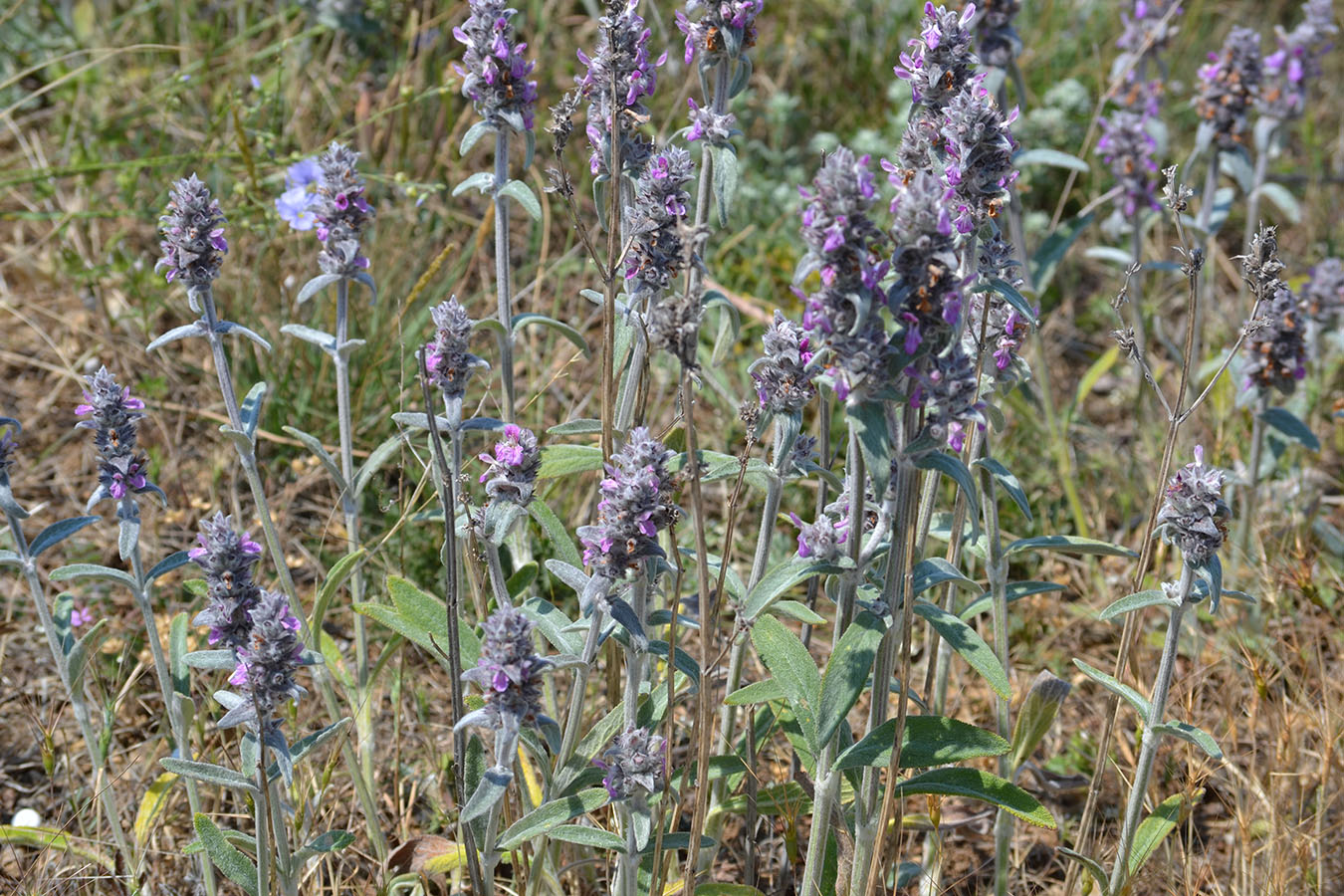 Изображение особи Stachys velata.