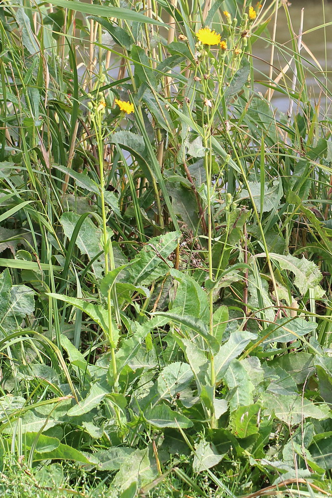 Image of Sonchus arvensis ssp. uliginosus specimen.