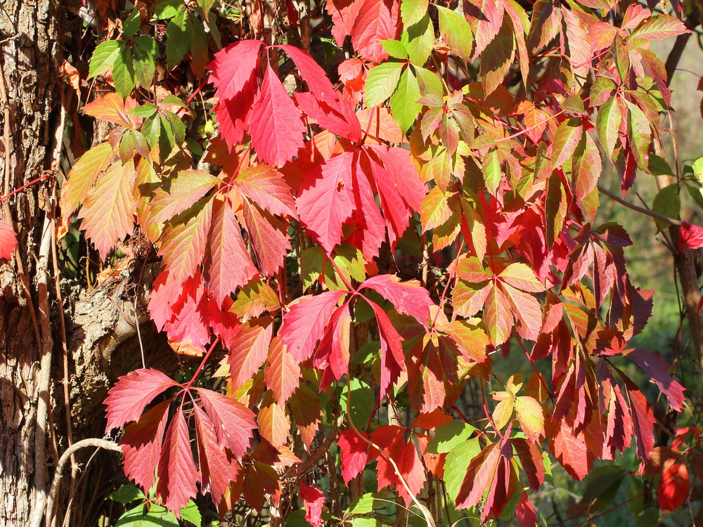 Изображение особи Parthenocissus quinquefolia.