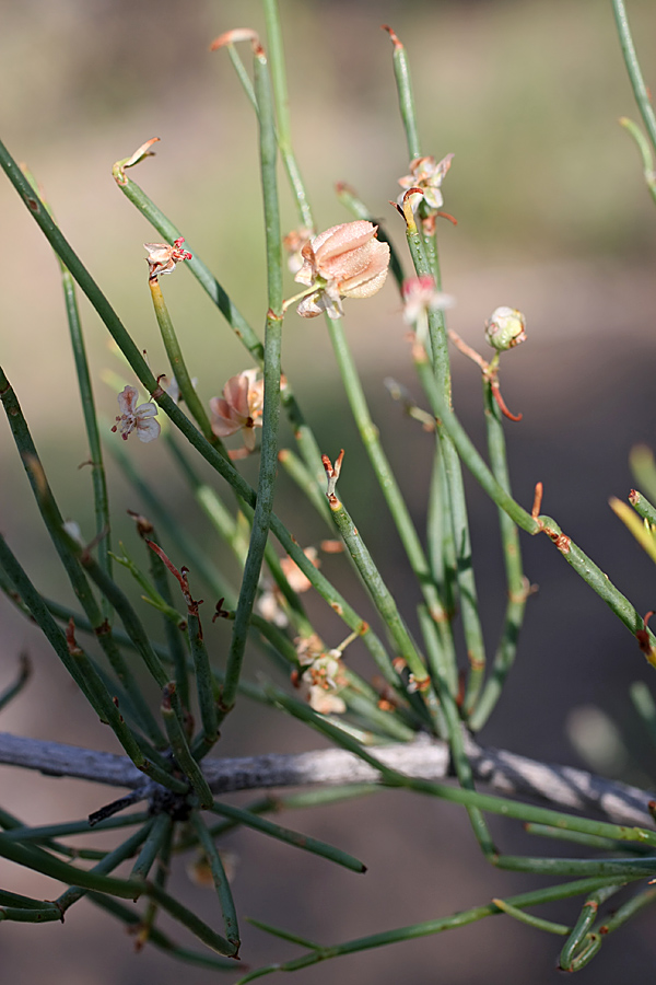 Image of genus Calligonum specimen.