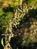 Chenopodium album