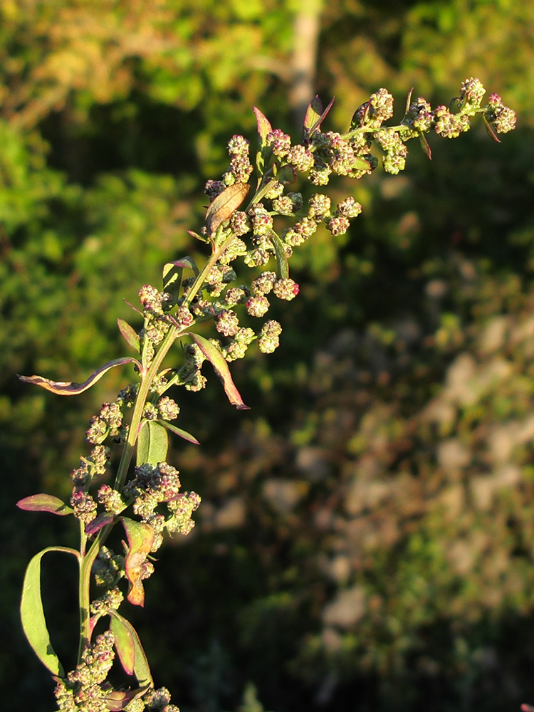 Image of Chenopodium album specimen.