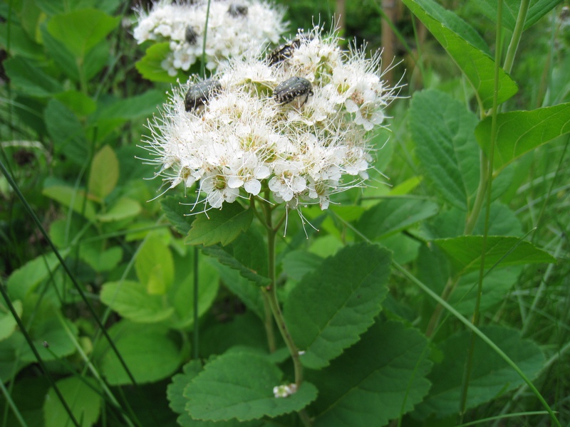 Image of Spiraea betulifolia specimen.