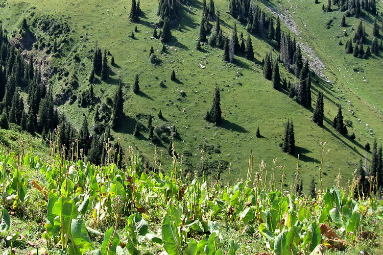 Image of Ligularia macrophylla specimen.