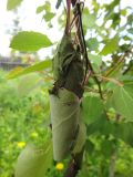 Populus tremula. Повреждённые листья, свёрнутые в гнездо жуком-листоедом морщинистым трубковёртом (Byctiscus rugosus). Республика Бурятия, Баунтовский эвенкийский р-н, пос. Северный, подворье. 22.06.2013.