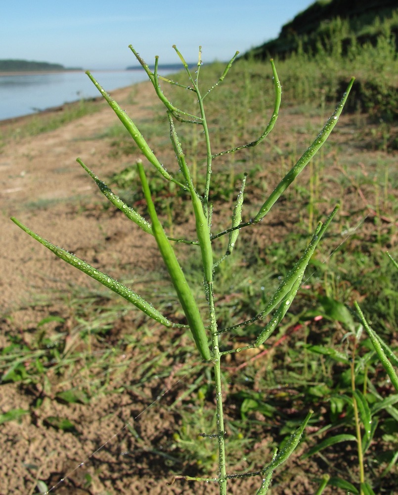 Изображение особи Brassica campestris.