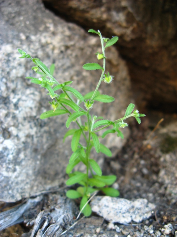 Image of Hackelia thymifolia specimen.