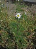 Tripleurospermum tetragonospermum. Цветущее растение. Камчатский край, Петропавловска-Камчатского городской округ, вдоль лесной дороги. 15.10.2013.