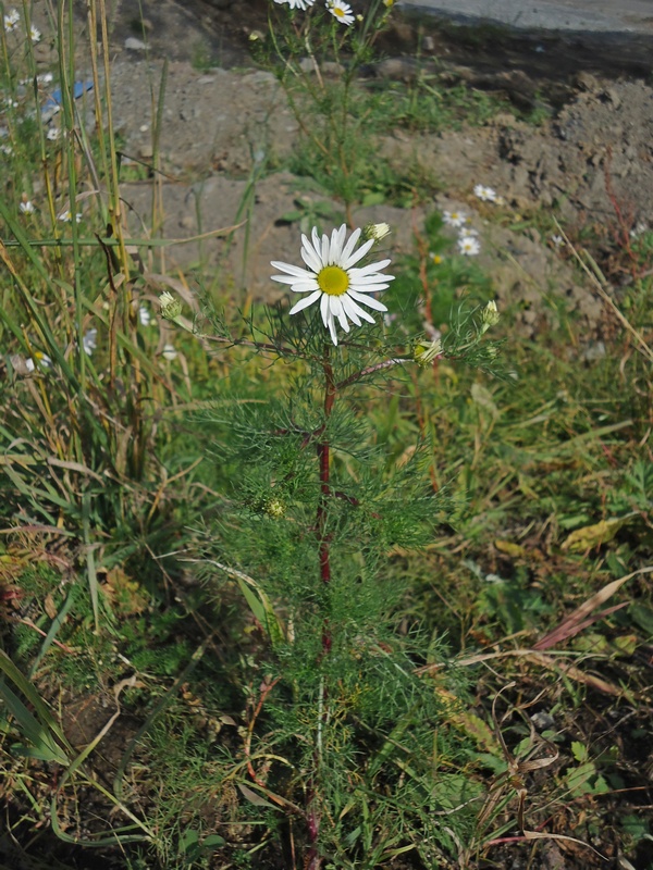 Image of Tripleurospermum tetragonospermum specimen.