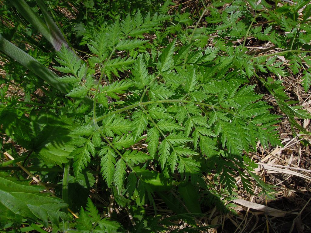 Изображение особи Anthriscus sylvestris.