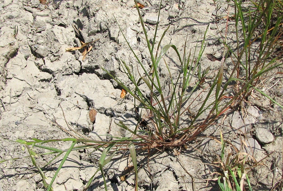 Image of genus Lolium specimen.