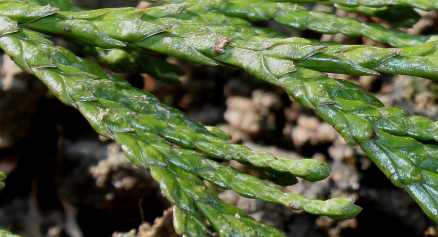 Изображение особи Thuja plicata.