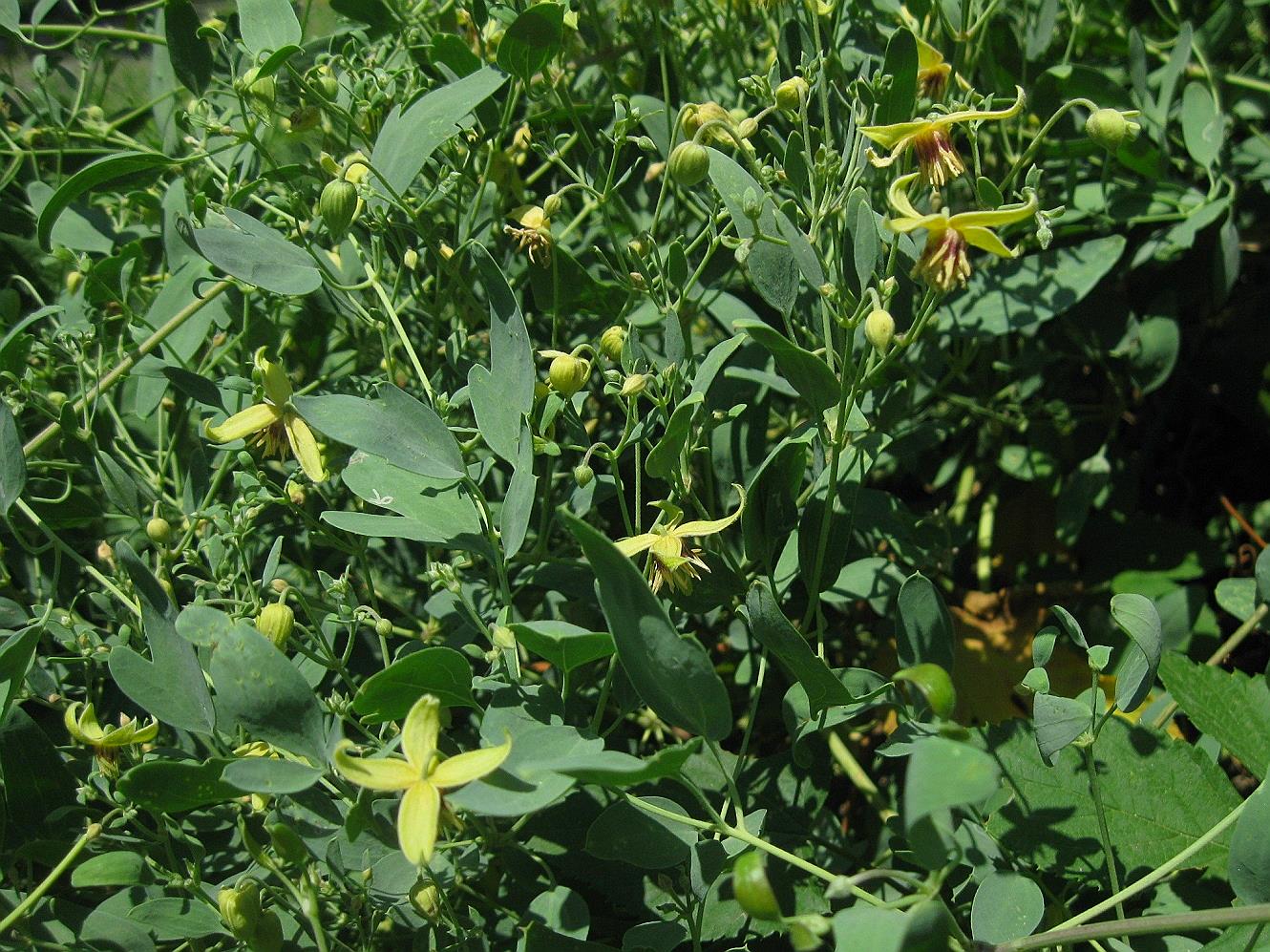 Image of Clematis orientalis specimen.