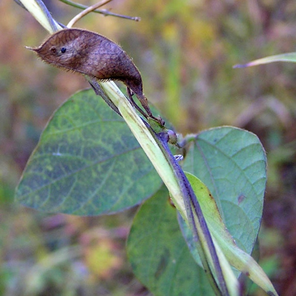 Изображение особи Amphicarpaea japonica.