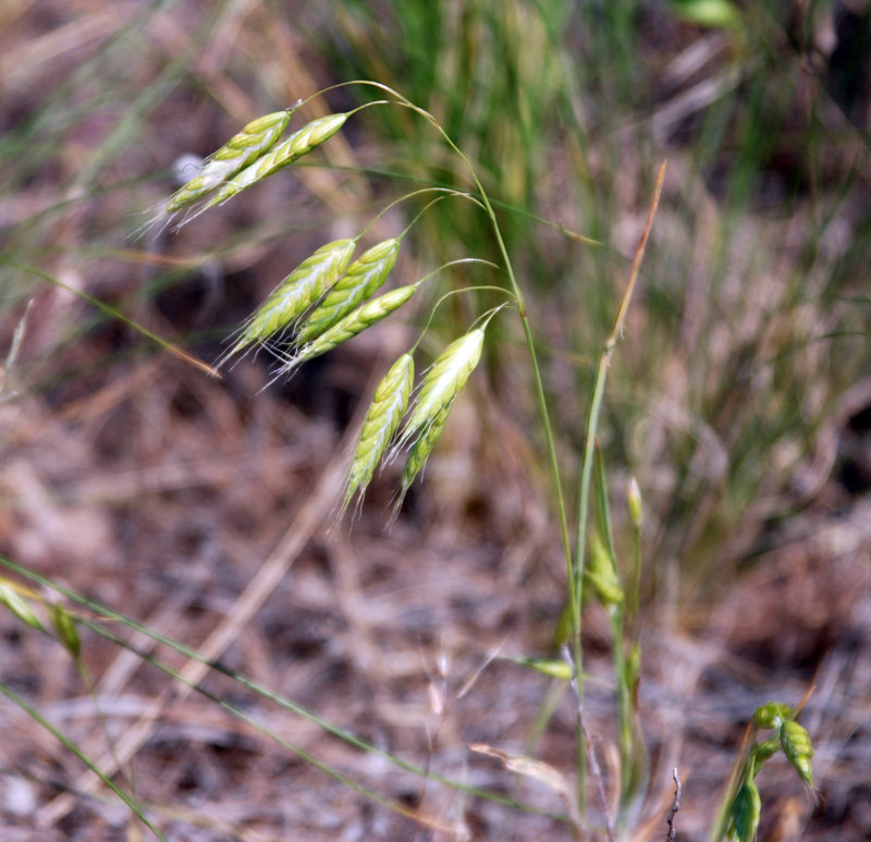 Image of Bromus squarrosus specimen.