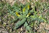 Astragalus atrovinosus