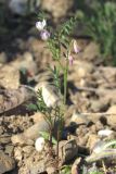 Vicia ervilia