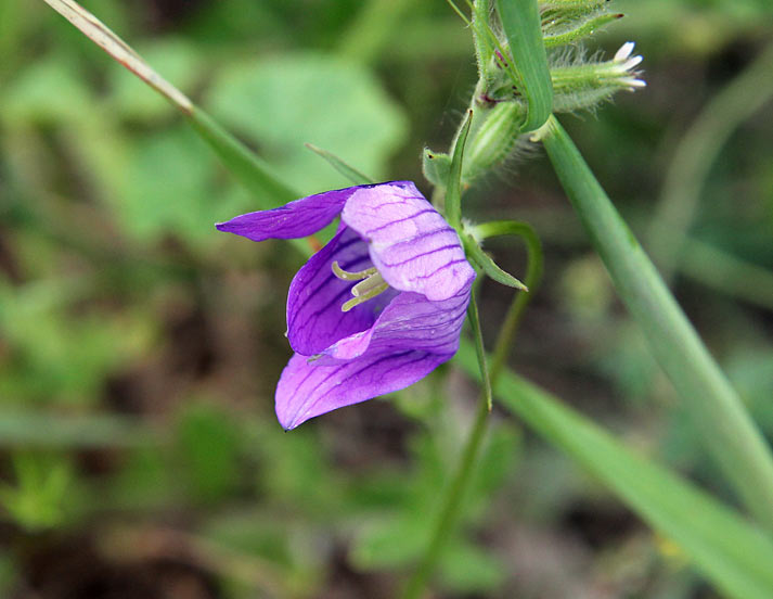 Изображение особи род Campanula.