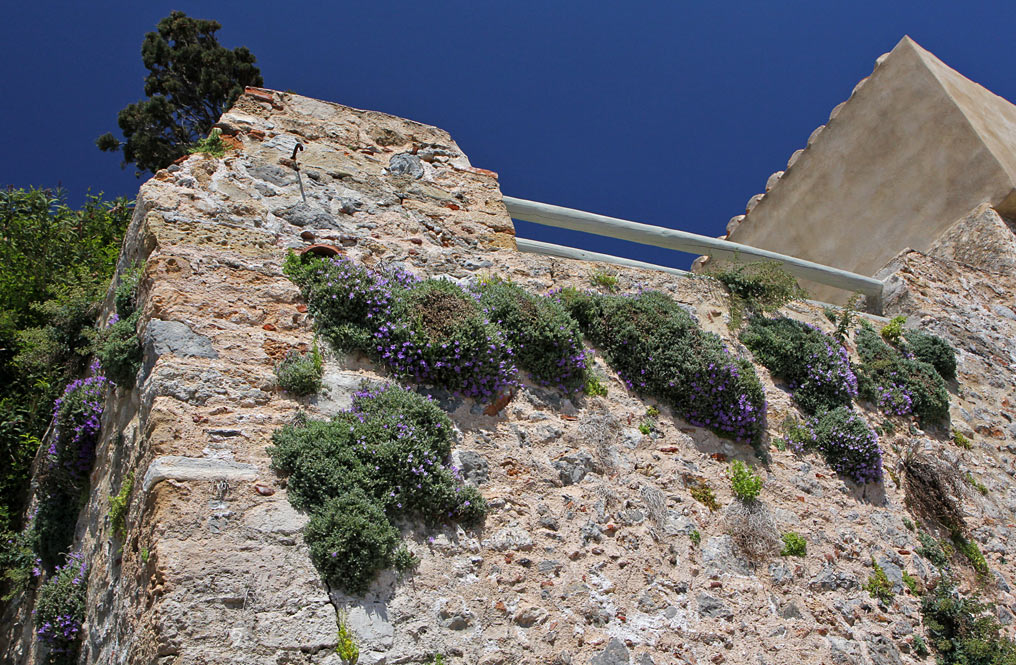 Image of Campanula anchusiflora specimen.