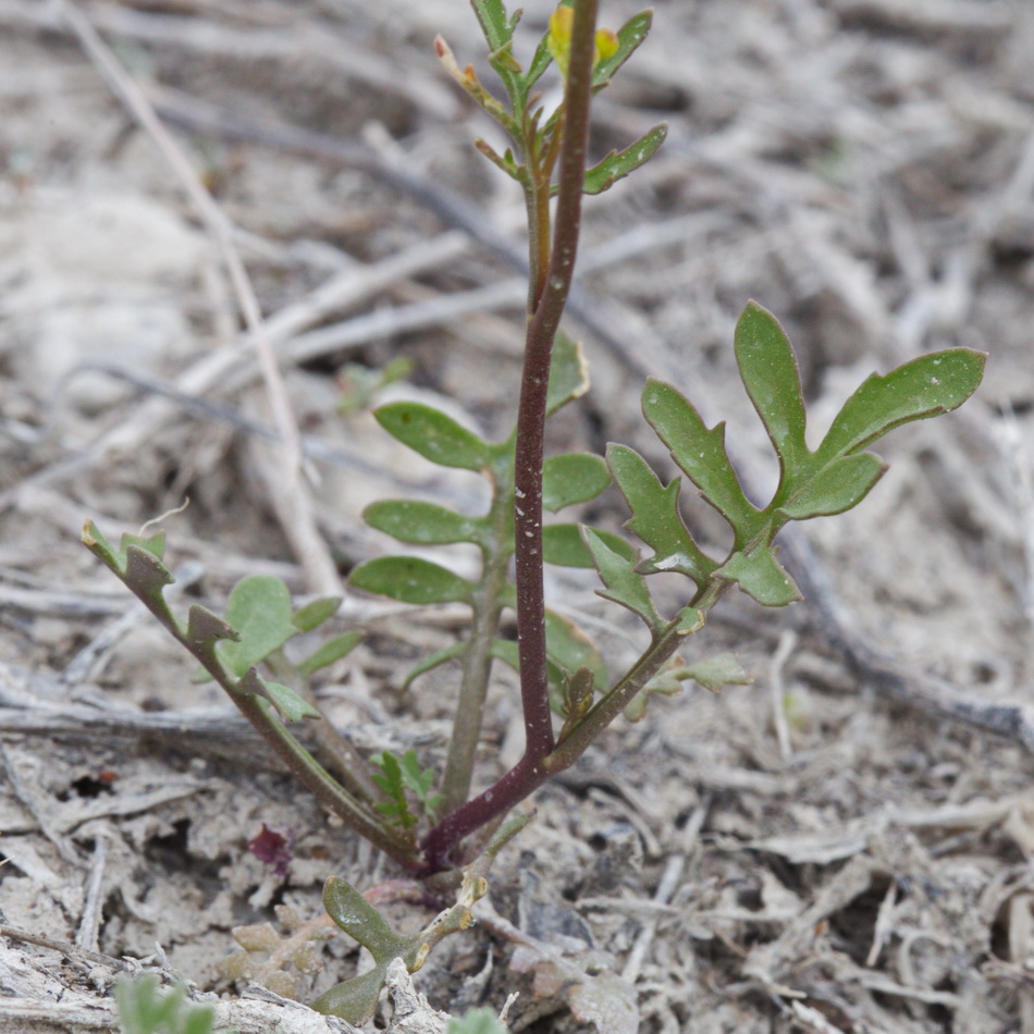 Изображение особи Rorippa brachycarpa.