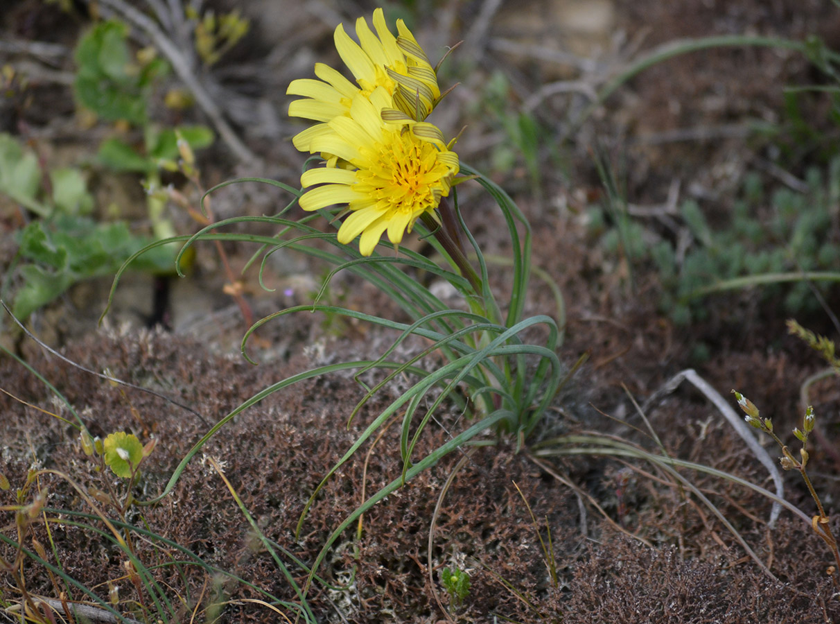 Изображение особи Tragopogon pusillus.