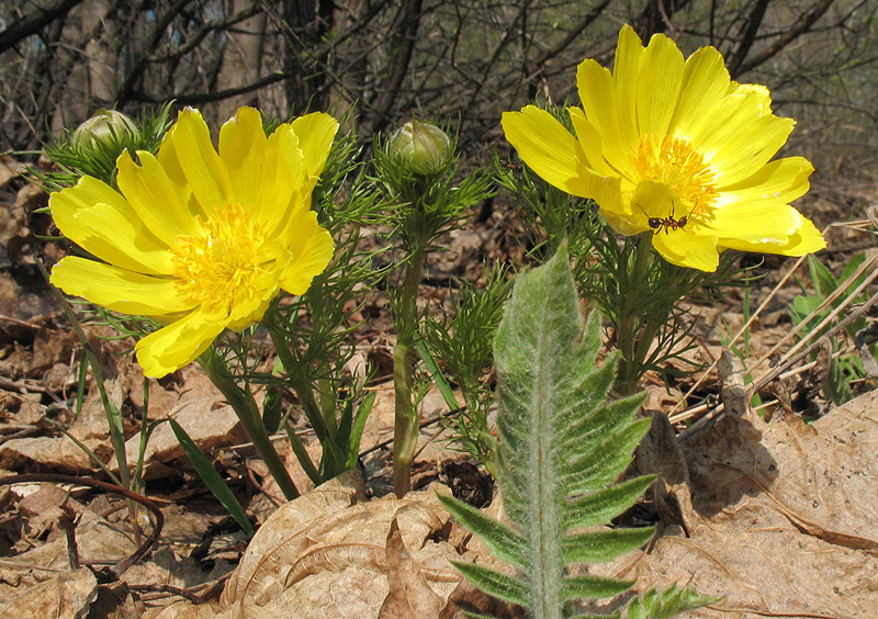 Изображение особи Adonis vernalis.