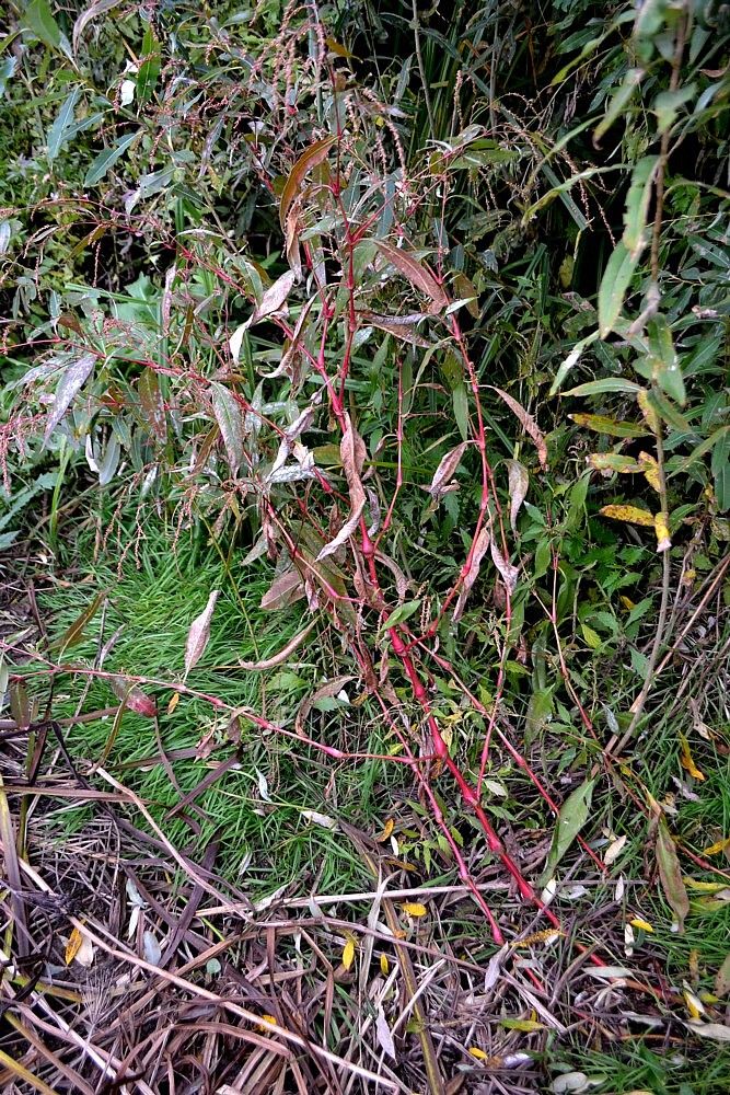 Изображение особи Persicaria lapathifolia.