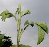 Rosa villosa