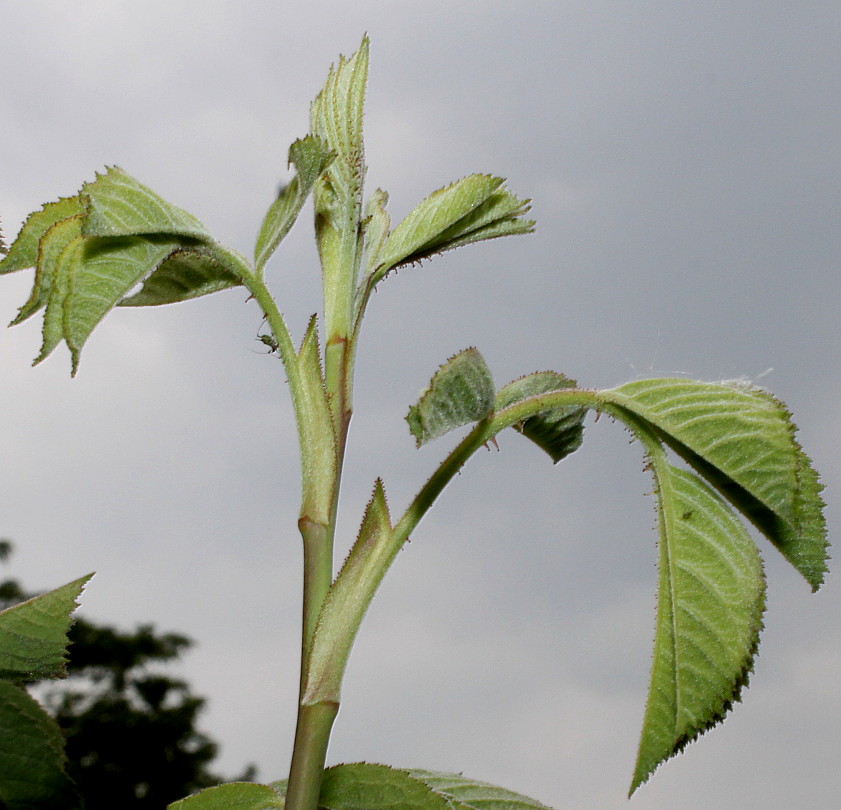 Image of Rosa villosa specimen.