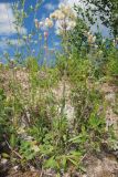 Erigeron podolicus. Плодоносящее растение. Татарстан, Бавлинский р-н. 08.07.2014.