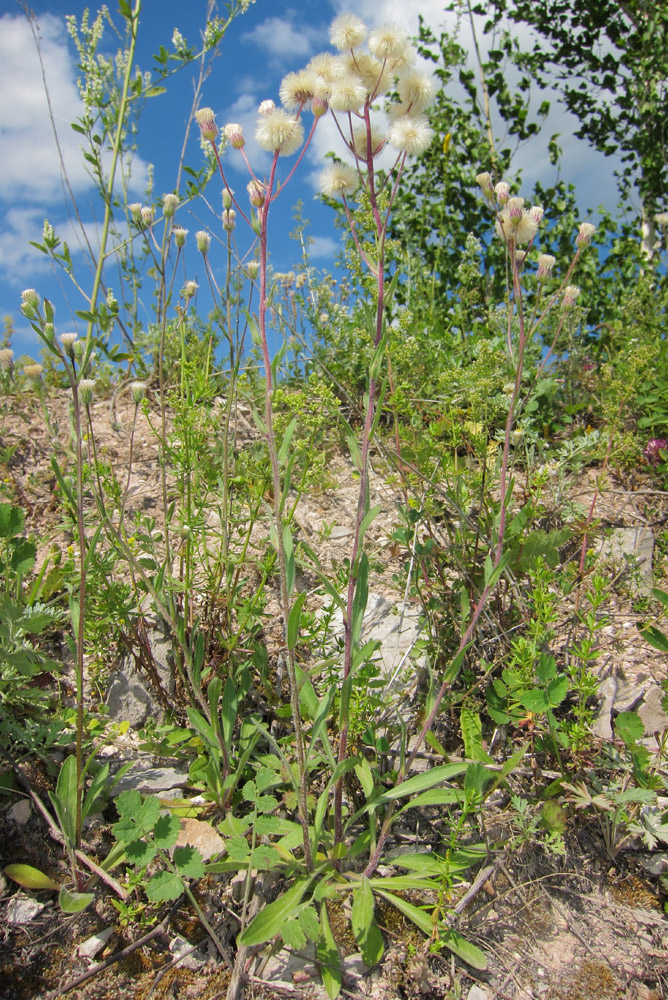 Изображение особи Erigeron podolicus.