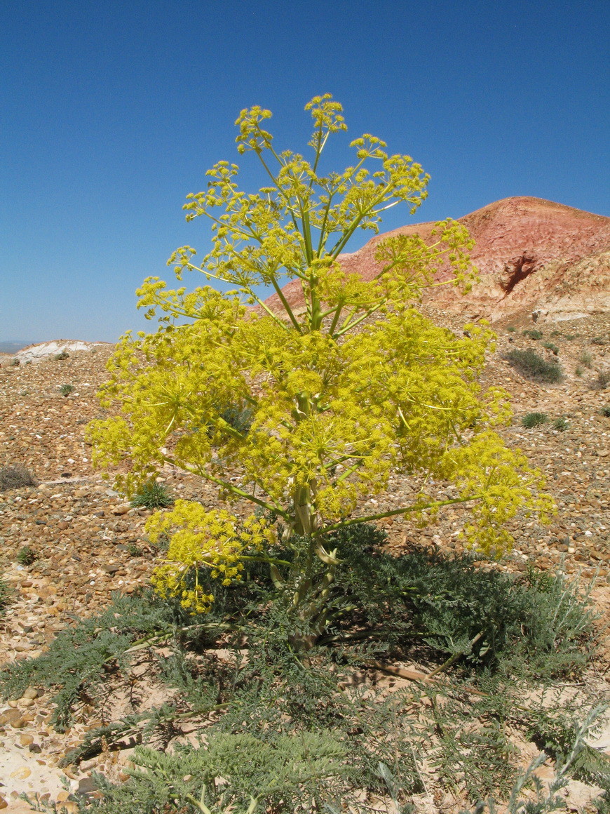 Image of Ferula krylovii specimen.