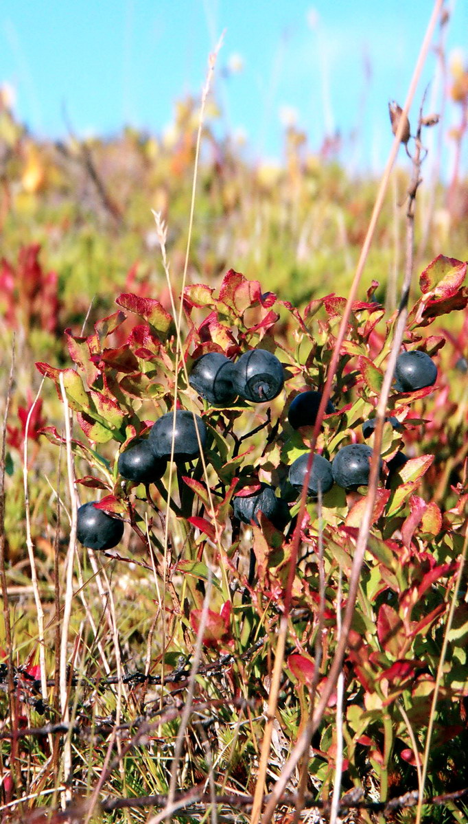 Изображение особи Vaccinium myrtillus.