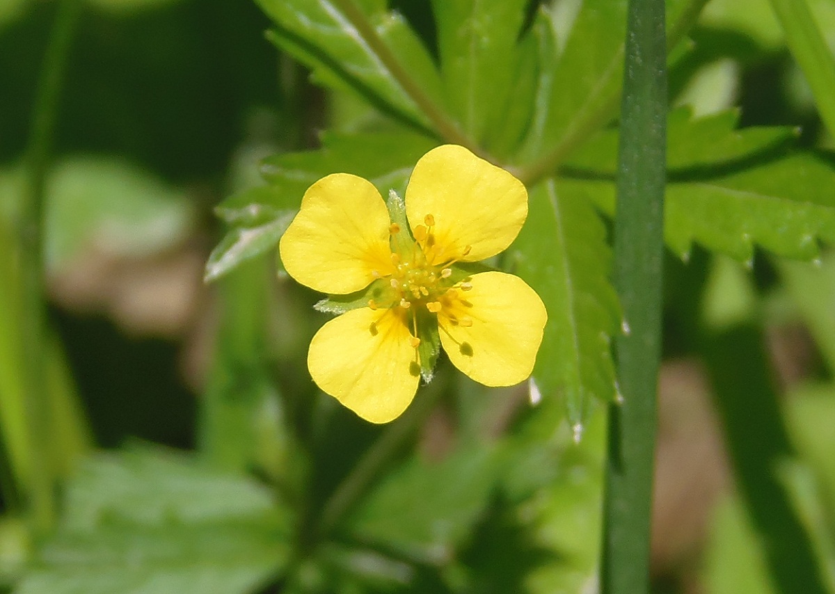 Image of Potentilla erecta specimen.