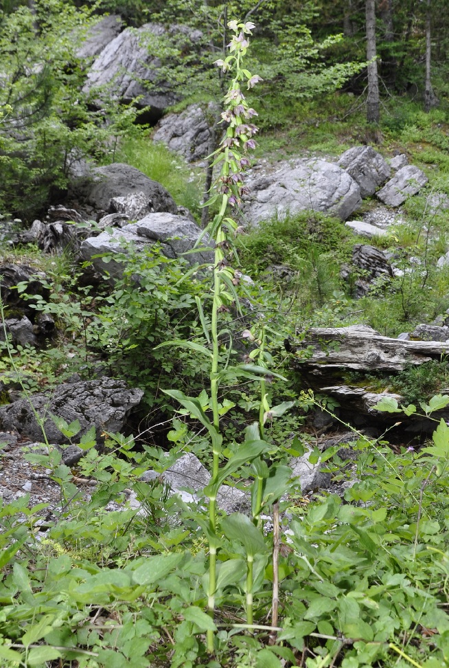 Изображение особи Epipactis helleborine ssp. degenii.