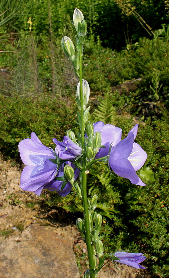 Image of Campanula persicifolia specimen.